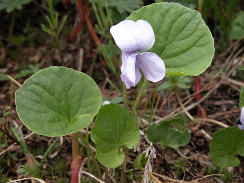 Viola epipsiloides iNat (3)