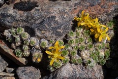 Draba stenopetala