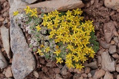 Draba stenopetala