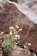 Draba nivalis