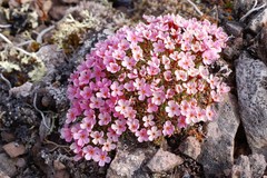 Androsace ochotensis