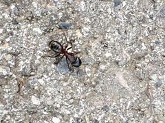 Camponotus ligniperda