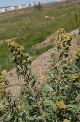 Artemisia leucophylla