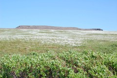 Eriophorum chamissonis