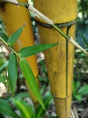 Bambusa vulgaris