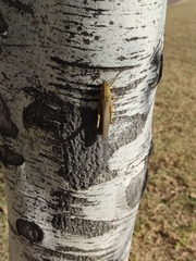 Anacridium aegyptium