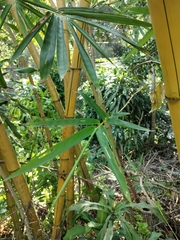 Bambusa vulgaris