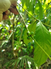 Coffea arabica