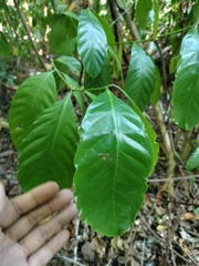 Coffea arabica