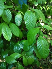 Coffea arabica
