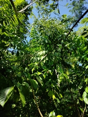 Coffea arabica