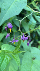 Solanum dulcamara