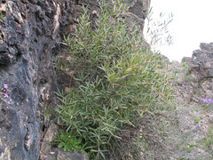 Phillyrea angustifolia