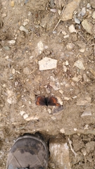 Erebia euryale