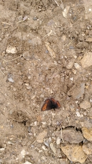 Erebia euryale