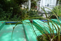 Isolepis distigmatosa