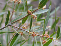 Phillyrea angustifolia