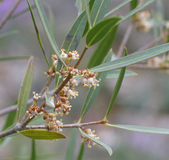 Phillyrea angustifolia