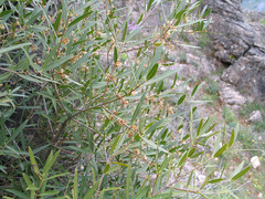 Phillyrea angustifolia