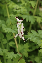 Fumaria capreolata capreolata