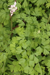 Fumaria capreolata capreolata