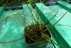 Isolepis distigmatosa