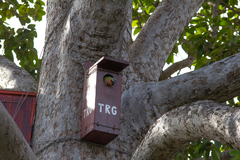 Psittacula alexandri fasciata