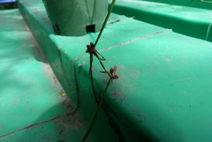 Isolepis distigmatosa