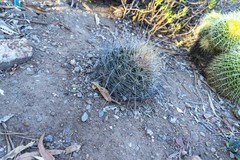 Hamatocactus