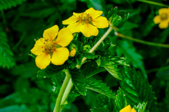 Potentilla eriocarpa