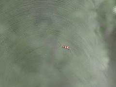 Micropterix aglaella