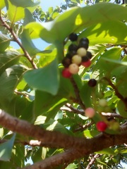 Antidesma venosum