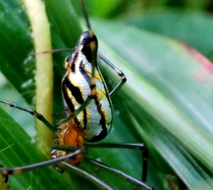 Leucauge decorata