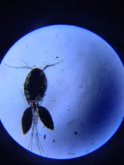 Eucyclops