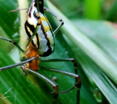 Leucauge decorata