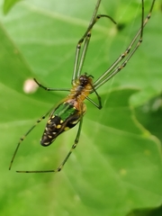 Leucauge decorata