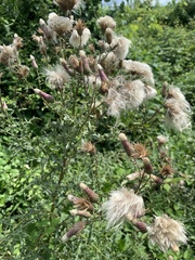 Cirsium