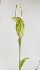 Pterostylis setulosa