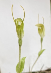 Pterostylis setulosa