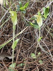 Pterostylis setulosa