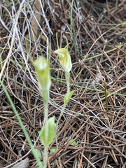 Pterostylis setulosa