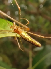 Tetragnatha
