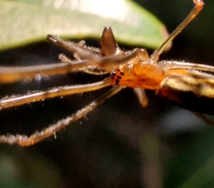 Tetragnatha