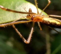 Tetragnatha