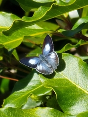 Eirmocides consimilis