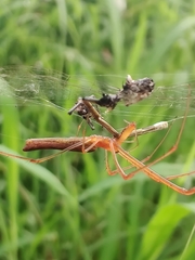 Tetragnatha
