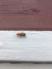 Rhagonycha fulva