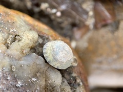 Bembicium