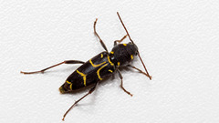 Xylotrechus antilope