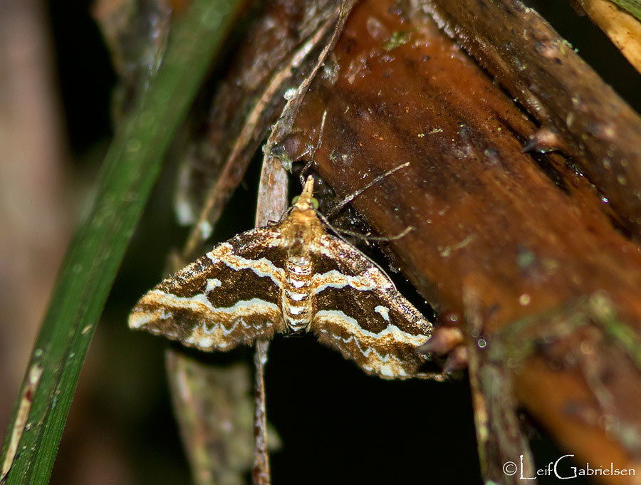 Electrophaes westi